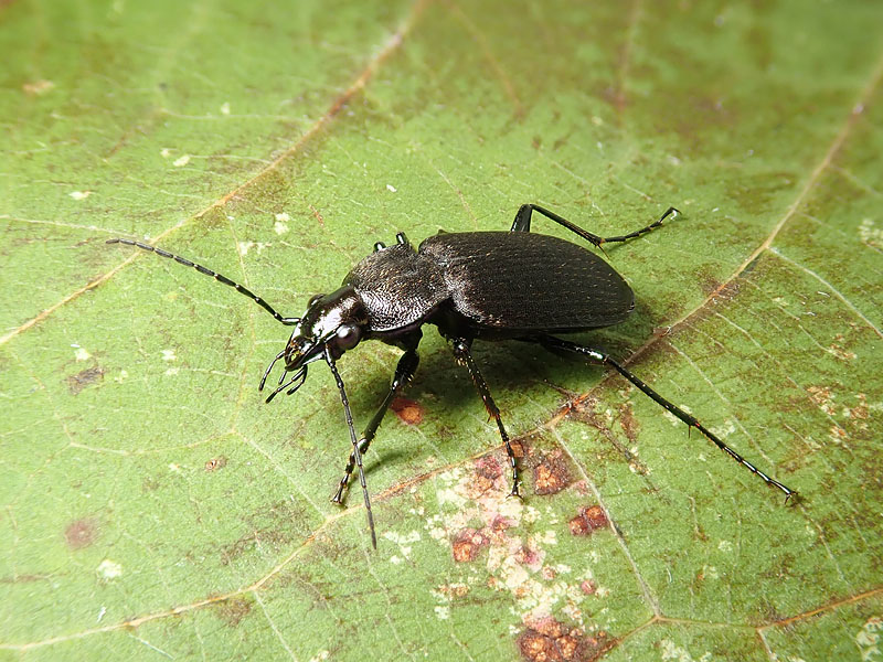 Carabidae da identificare 2: Chlaeniellus tristis